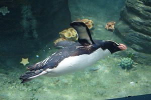 수중 관람을 통해 본 피오르드랜드 펭귄