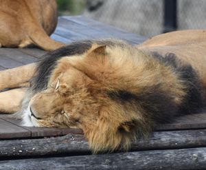 아프리카 사자 수컷이 잠자고 있다