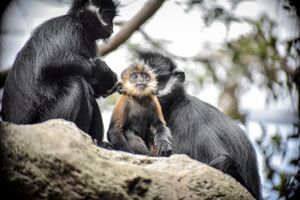 프랑수아 랑구르