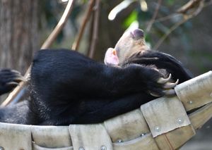 말레이곰 메리, 매우 인기 있는 거주자