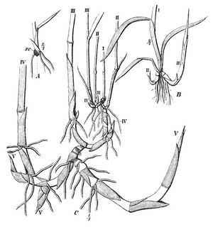 세 갈대 묘목: A.) 어린 묘목, B.) 유년기, C.) 3~4개월 된 묘목. 로마 숫자는 싹의 세대, Sc는 배자엽. (에우겐 바르밍의 Om Skudbygning, Overvintring og Foryngelse, 1884)