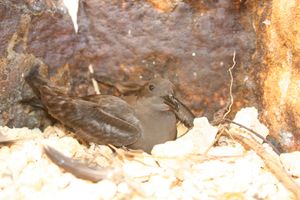 북서 하와이 제도의 턴 섬에서 방파제에 둥지를 트는 모습