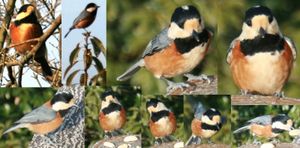 곤줄박이의 생태 (기후시의 긴카 산에서)