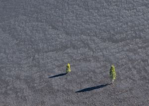 캘리포니아주 라센 화산 국립공원의 스코리아 화산 원추인 신더 콘(Cinder Cone) 경사면에서 자라는 소나무