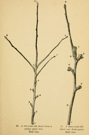 사과나무에서 열매가지의 발달. 왼쪽: 2년생 가지; 오른쪽: 열매가지가 있는 3년생 가지