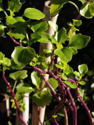 Senecio angulatus의 기어오르는 줄기.