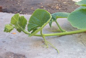 포복성 줄기(Cucurbita maxima)