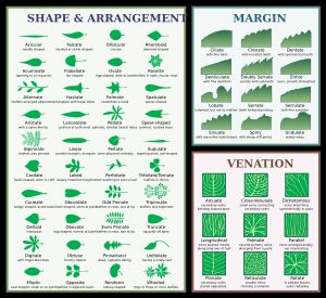 잎 형태 용어