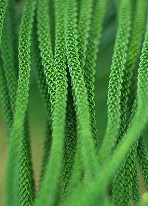 노퍽섬 소나무의 비늘 모양 잎