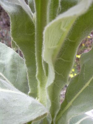 털이 빽빽하게 덮인 멀린 잎(Verbascum thapsus)은 빽빽한 별 모양의 털로 덮여 있다.