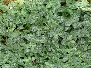 흰그물배암(Fittonia verschaffeltii var. argyroneura)