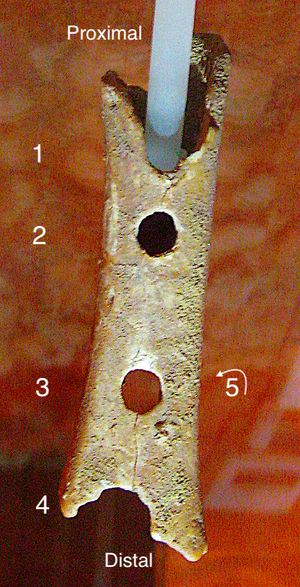 디브예 바베 플루트 - 구멍