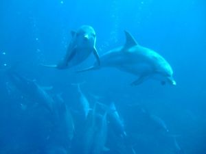 인도태평양 bottlenose dolphin 미쿠라지마