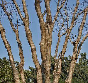 콜카타, 인도 서벵골 주에 있는 플루메리아 줄기