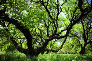 아르타샤트의 살구 농장