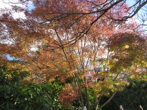 2022년 4월 오스트레일리아 블루 마운틴의 가을 단풍