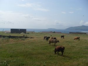 세반 인근의 가축 사육