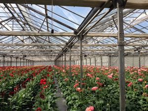 아르마비르, 가이의 온실