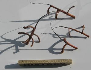 땅에서 발견된 가시칠엽수 꽃차례의 잔해. 밤송이에서 밤이 분리되어 작은 가지와 함께 보인다.