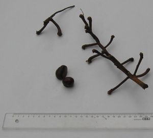 cm}})의 잔해와 두 개의 밤. 밤송이에서 밤이 분리되어 작은 가지와 함께 보인다.