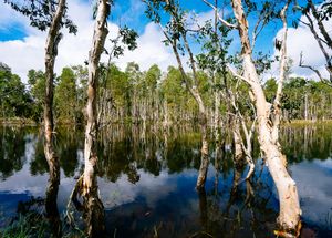 와수르 국립공원의 습지