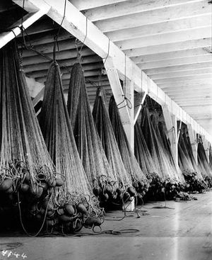 납작등바다거북에게 위협이 되는 그물.