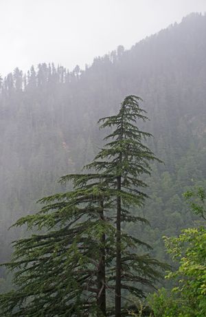 아유비아 국립공원, 카이베르 파크툰크와 주, 파키스탄에 있는 개잎갈나무