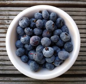 애버딘셔에서 재배된 블루베리