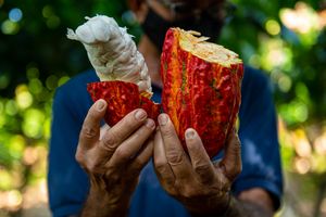 일례우스 프로비사오 농장의 코코아. 코코아 생산은 바히아 지역 농부들에게 큰 과제였으며, 이곳에서는 "바소라 드 브루샤" 질병과 계속 싸우고 있다.