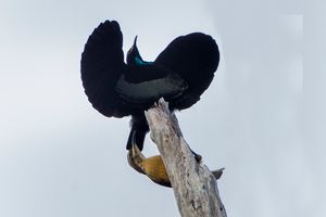 수컷 빅토리아 극락조가 암컷에게 구애하는 모습