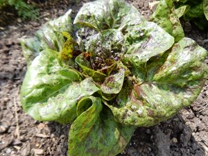 오스트리아의 로메인 상추 'Forellenschluss'