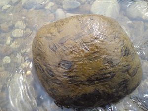 바위가 잠겼을 때 은어가 조류를 먹고 남긴 긁힌 자국