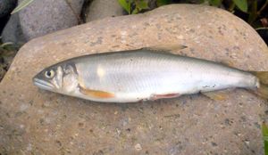 센보쿠가와(千曲川) 수계에서 포획된 꼼치(コアユ)