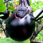 수확기의 둥근 가지. 꼭지 부분에는 가시가 있다.