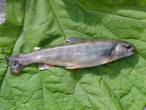 치포로케소}}, 일본산 곤들매기. 홋카이도가 원산이며, 북극 곤들매기 종에 속한다.