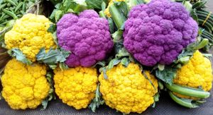 다양한 색상의 콜리플라워