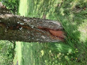 손상된 벚나무 껍질