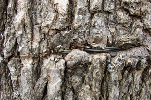 가시 철사를 감싸고 있는 살아있는 나무 껍질