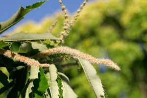 C. sativa 수꽃 수꽃차례 (옅은 황갈색)와 암꽃차례 (녹색, 가시, 잎에 부분적으로 가려짐)