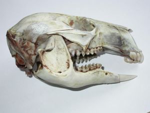 붉은목왈라비의 두개골