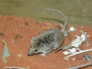 좁은코납작주머니고양이