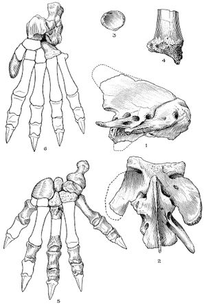 환추, 축추 및 사지 뼈; 누락된 발 뼈의 윤곽은 주머니늑대를 따라 복원되었다.