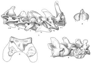틸라코스밀루스의 척추뼈