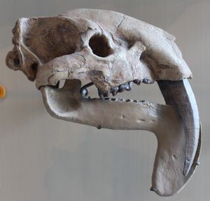 아메리카 자연사 박물관에 전시된 틸라코스밀루스 두개골(AMNH 32780)