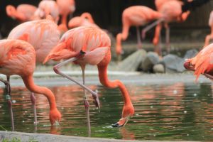 아메리카홍학(Phoenicopterus ruber) 국립동물원 조류관 외부 모습