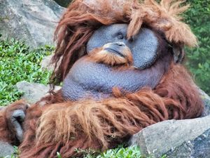 수마트라 수컷 오랑우탄