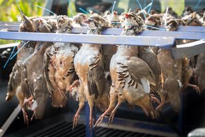 사냥 걸이에 걸린 붉은다리자고새들