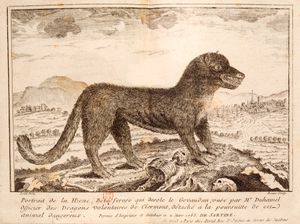 18세기 판화로 이 짐승을 하이에나로 묘사하고 있다.