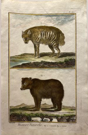 백과전서에 실린 하이에나와 곰 그림, 1754년
