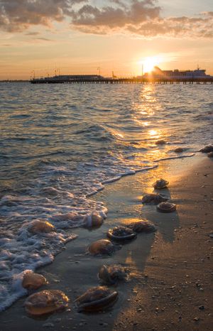 포트 멜버른 해변에 떠밀려온 해파리